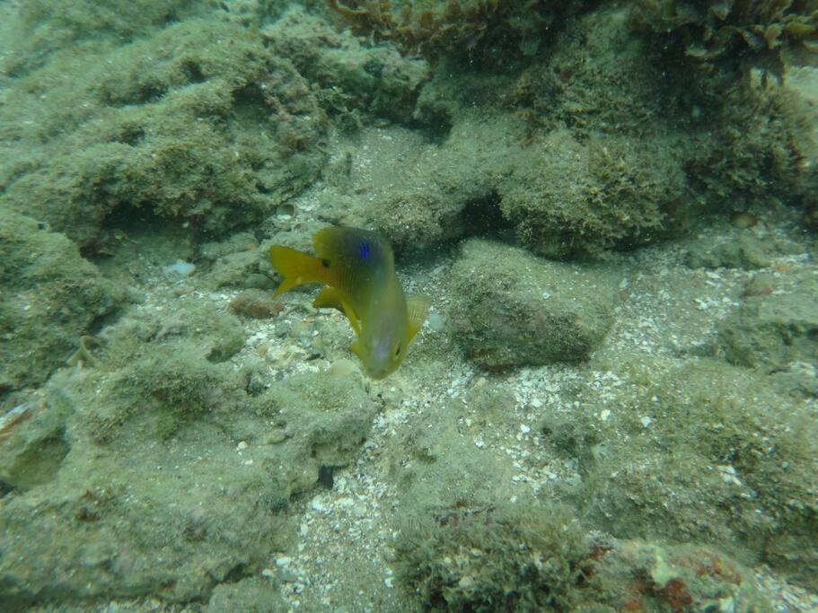 Lindo Flat Terreo Em Porto De Galinhas Leilighet Eksteriør bilde